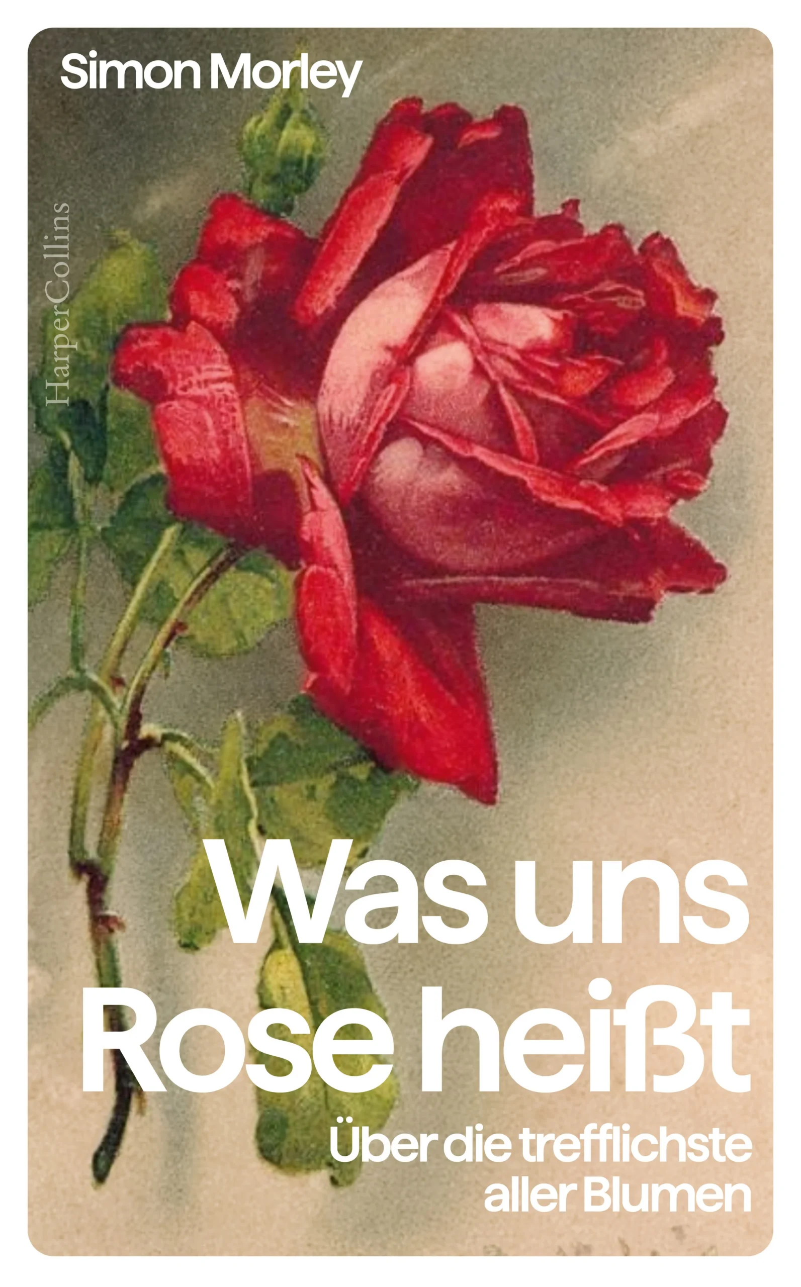 Eine Blume verführt die Welt – die Geschichte der RosenDie Rose ist voller Bedeutung. Im Laufe der Jahrhunderte wurde sie zum Symbol für Liebe und Sinnlichkeit, Betrug, Tod, die Mutter Gottes und das mystische Unbekannte. Heute erfreut sich die »Königin der Blumen« weltweit ungebrochener Beliebtheit und ist in unsrem Leben allgegenwärtig. Simon Morley verfällt ihr, als er an einem trüben Nachmittag zum ersten Mal die Novemberrosen in den Vorgärten seiner Nachbarschaft entdeckt. Er beginnt nicht nur, verschiedene Arten selbst zu züchten, sondern sich auch in der Kunst und Literatur mit ihnen zu beschäftigen.Vom Rosenkranz bis zu den Bildern von Cy Twombly, vom bulgarischen Rosental bis zum florierenden Handel in Afrika, vom feministischen Manifest (»Brot und Rosen«) bis zum inflationär verschenkten Strauß am Valentinstag, von Shakespeare bis zu ihrem Auftritt in der Popmusik, eindrücklich erzählt Simon Morley von der Rose in ihrer farbenprächtigen Vielfalt und existenziellen Symbolik – und warum sie uns wie keine zweite Blume ans Herz gewachsen ist.