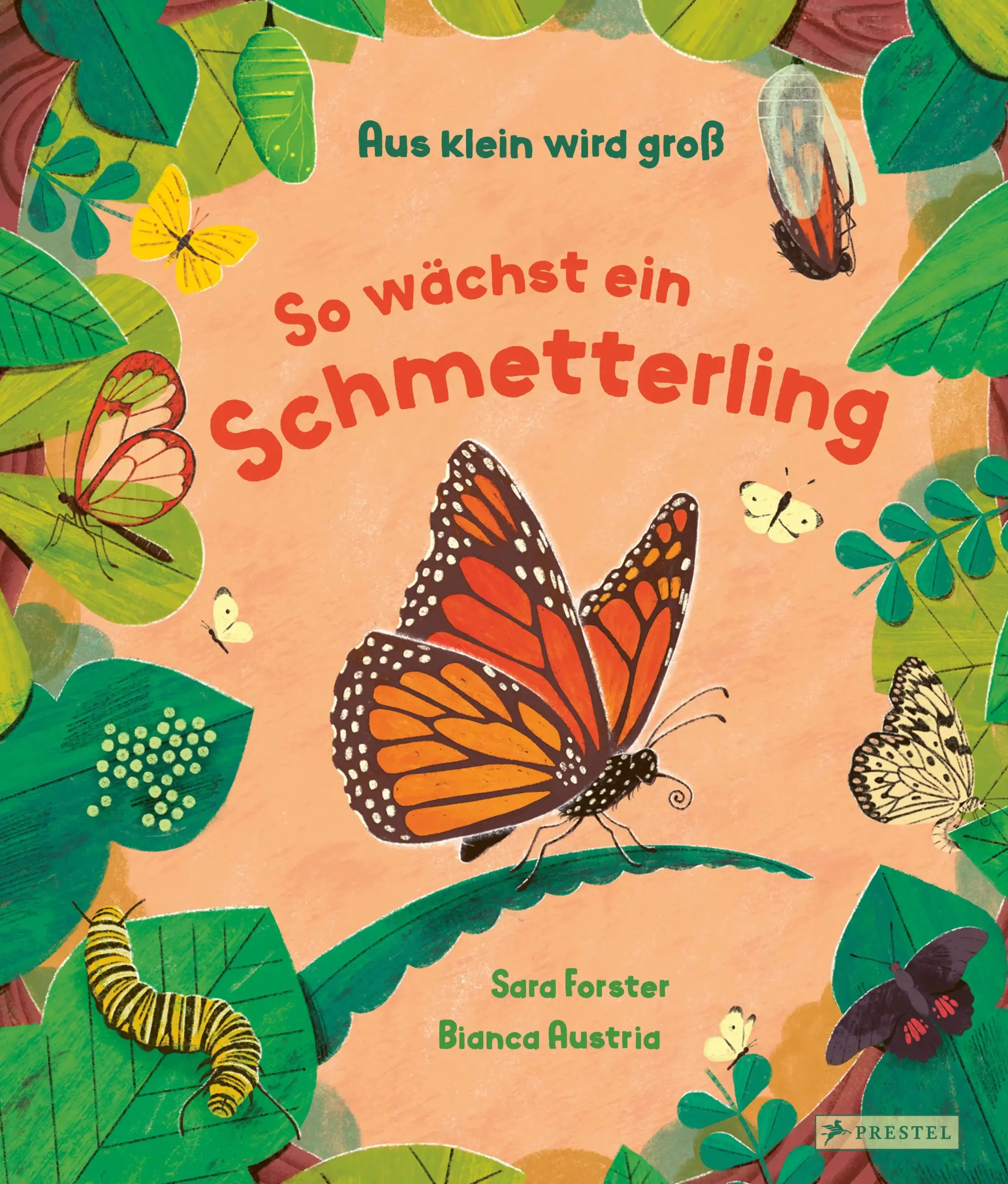 Alles über Schmetterlinge und ihre MetamorphoseSchmetterlinge gibt es fast überall auf der Welt in den unterschiedlichsten Formen, Farben und Größen. In diesem Buch entdecken kleine Kinder den Lebenszyklus des Schmetterlings. Kindgerechte Sachtexte und zauberhafte Illustrationen veranschaulichen, wie aus einem winzigen Ei eine hungrige kleine Raupe schlüpft, aus der schließlich ein wunderschöner Schmetterling wird. Außerdem lernen kleine Naturforscherinnen und -forscher die Anatomie des Schmetterlings kennen, erfahren, wovon er sich ernährt und wie er sich durch clevere Tricks vor seinen Fressfeinden schützt. Ausstattung: mit Prägung auf dem Cover
