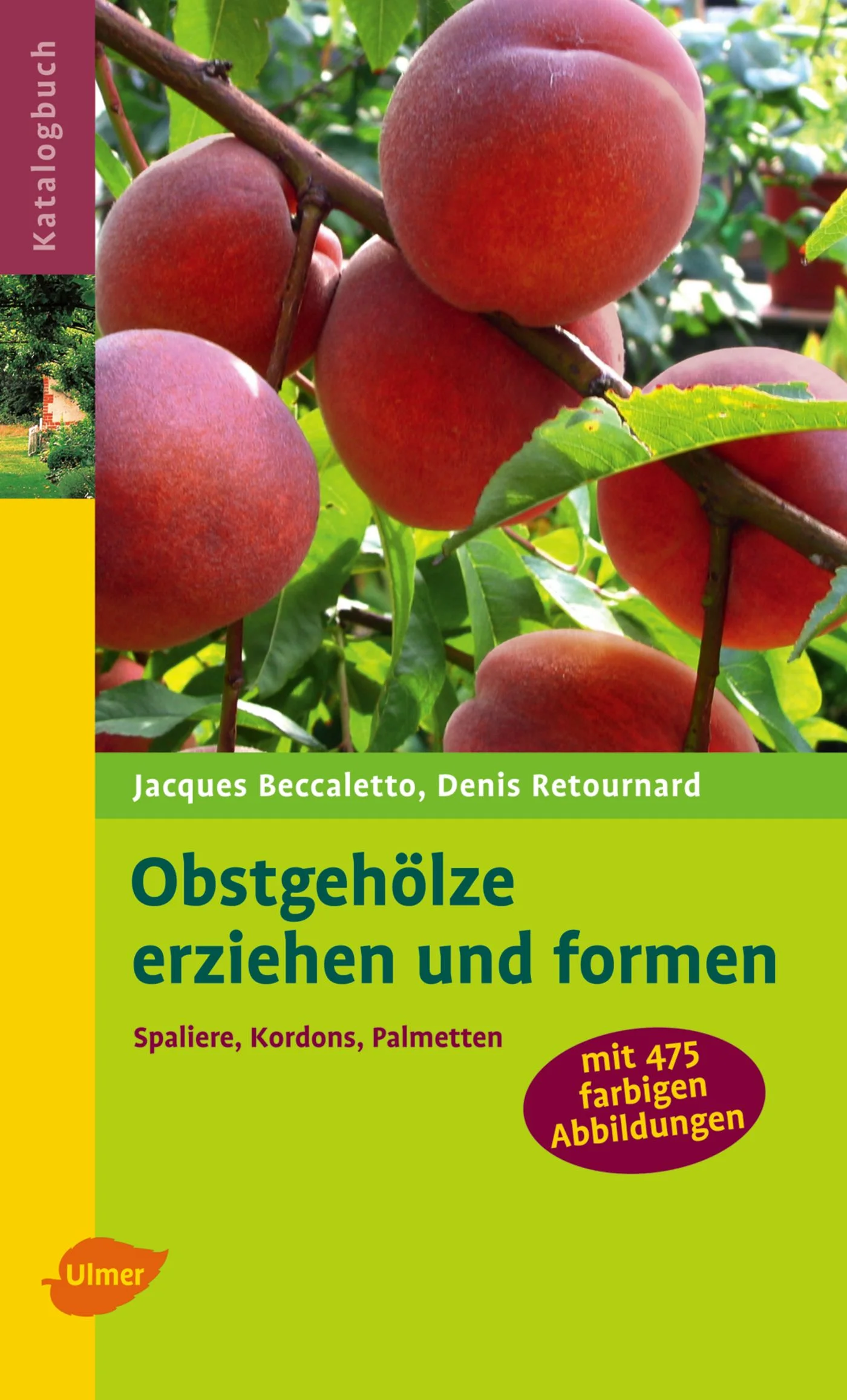 Schritt für Schritt zu formschönen und ertragreichen Obstgehölzen Grundlegendes zum Schnitt Wie schneide und erziehe ich ... - Apfel und Birne? - Pfirsich und Aprikose? - Pflaume? - Kirsche? - Wein und Feige? Für jede Obstart Schritt für Schritt erklärt: - Erziehungsschnitt für unterschiedlichste Formen - Auslichtungs- und Erhaltungsschnitt - Verjüngungsschnitt Jacques Beccaletto ist seit 35 Jahren verantwortlich für die Kulturen im Königlichen Gemüsegarten in Versailles. Dieser berühmte Obstgarten, der unter Ludwig XIV. angelegt wurde, stellt die größte Sammlung von Obstgehölzformen der Welt dar. Jacques Beccaletto ist einer ihrer besten Kenner. Denis Retournard ist seit über 20 Jahren verantwortlich für die sehr reichhaltige Obstgehölzsammlung des Jardin du Luxembourg in Paris. Außerdem ist er Lehrbeauftragter der Kurse über den Obstbaumschnitt, die der Jardin du Luxembourg für Hobyygärtner veranstaltet. Für Gärtner, Kleingärtner und alle Liebhaber von Formobst