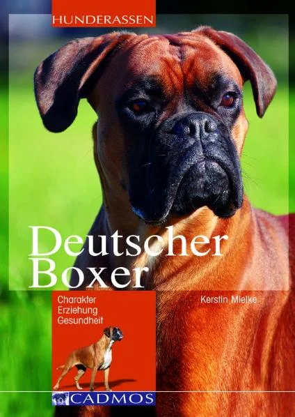 Der Deutsche Boxer ist nicht nur ein beliebter Familienhund sondern zugleich eine anerkannte Gebrauchshunderasse. In diesem Rassehundebuch erfährt der Leser, neben wissenswertem zu Charakter, Erziehung und Gesundheit, was diese temperamentvolle und charmante Rasse für diese widersprüchlich erscheinenden Aufgaben so geeignet macht. Neben Tipps zur Auswahl eines Hundes und zur Beschäftigung dieser arbeits- und bewegungsfreudigen Hunde wird auch die Entstehung der Rasse beleuchtet. Mögliche Probleme mit diesem muskulösen und wohlproportionierten Athleten werden nicht verschwiegen, sondern Wege aufgezeigt wie man diese in den Griff bekommt. Seien es nun Gesundheits- oder Verhaltensprobleme.