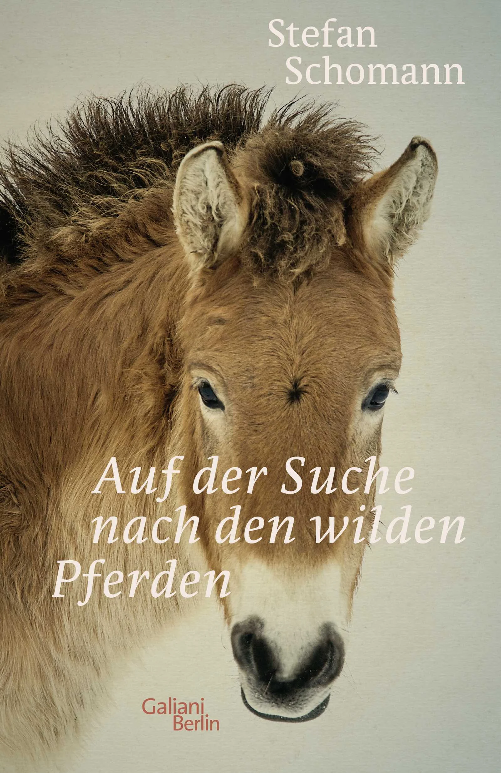 »Pferdegeschichte ist Menschheitsgeschichte.« Den Urwildpferden auf der Spur.Eine atemberaubende Reportage über die selten gewordenen Przewalski-Pferde, die leidenschaftlicher, informierter und schöner nicht geschrieben sein könnte.Als Stefan Schomann im Tierpark Hellabrunn dem clownesken Blick eines ockerfarbenen Pferds mit Bürstenmähne für immer verfällt, wie soll er da begreifen, eine ausgestorbene Art zu betrachten? Das letzte freilebende Urwildpferd wurde in den 1960er Jahren gesichtet. In seiner Heimat, der Steppe am Nordrand der Wüste Gobi, wo es schlicht Tachi hieß. Nur etwa 30 Tiere überlebten, über den Globus verstreut und in Gefangenschaft. Doch mittlerweile existieren Auswilderungsprogramme, die Tachi aus aller Welt wieder in ihren ursprünglichen Lebensraum zurückführen. Schomann erzählt ihre Geschichte, die im Grunde auch unsere ist. Das Pferd war die erste Muse des Menschen, inspirierte ihn schon vor Jahrtausenden zu künstlerischen Schöpfungen. Seine Zähmung revolutionierte Handel, Transport und Kriegsführung. Für die Wildpferde aber war es der Anfang vom Ende. Doch haben die Tachi Spuren hinterlassen und Schomann folgt ihnen: ins Auswilderungsgebiet Gobi B; in auf keiner Karte verzeichnete Orte sowie Zeit- und Raumvorstellungen auflösende Landschaften. Er lässt sich von prähistorischer Höhlenmalerei verzaubern und kommentiert schwungvoll wie in einem Gespräch unter Freunden die Weltliteratur sowie Reiseberichte berühmter Naturforscher wie Humboldt oder Brehm.